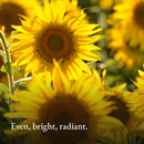 Even, bright, radiant mood image for Pigment Balancing Serum