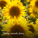 Plump, smooth, dewy mood image for Youthful Hydration Serum