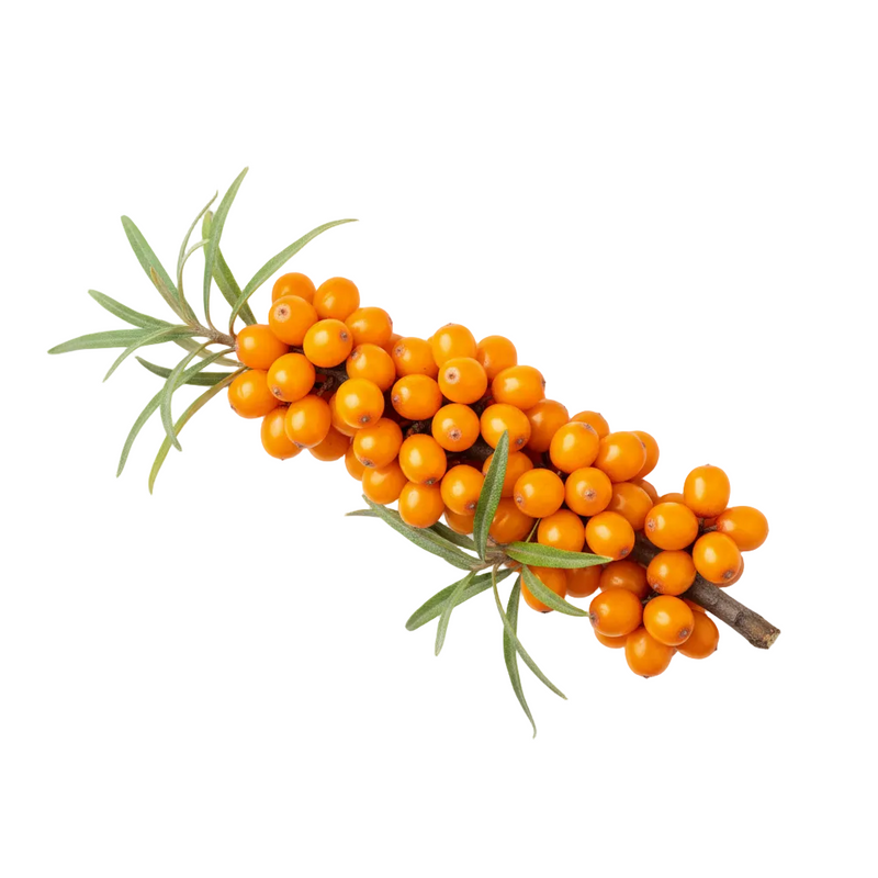 Sea Buckthorn Fruit Extract