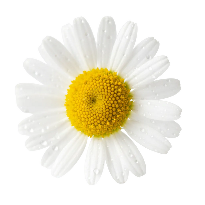 Chamomile Flower Extract