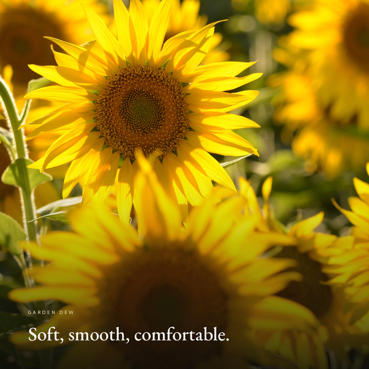 Mood image for Soft Skin Body Cream, Garden Dew