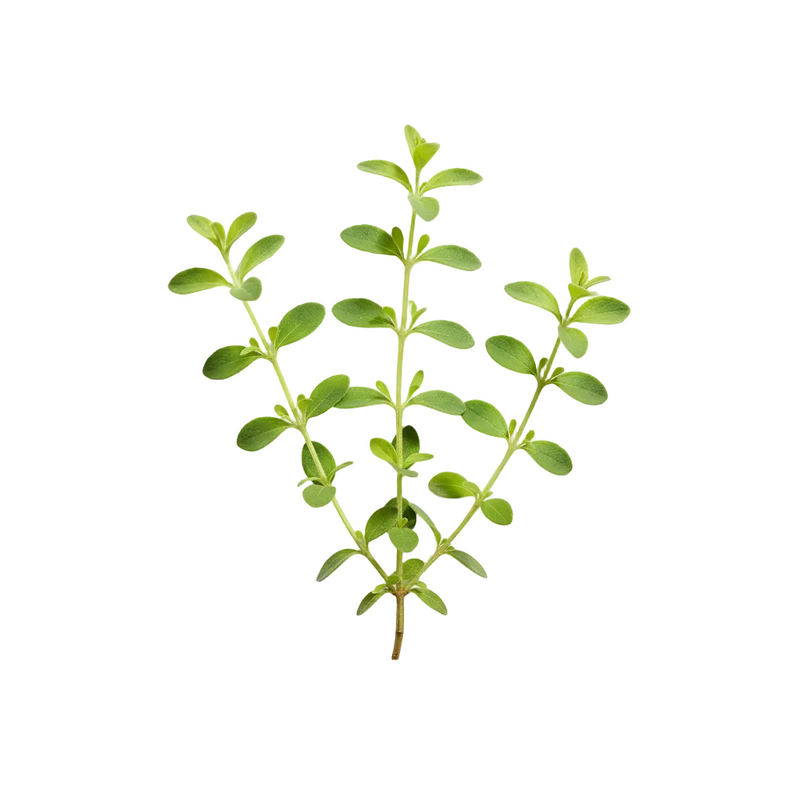 Stevia Rebaudiana Extract