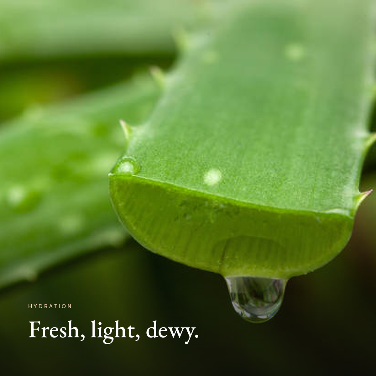 Fresh aloe leaf with a water droplet, hydration mood image for Double Hydration Boost Gel