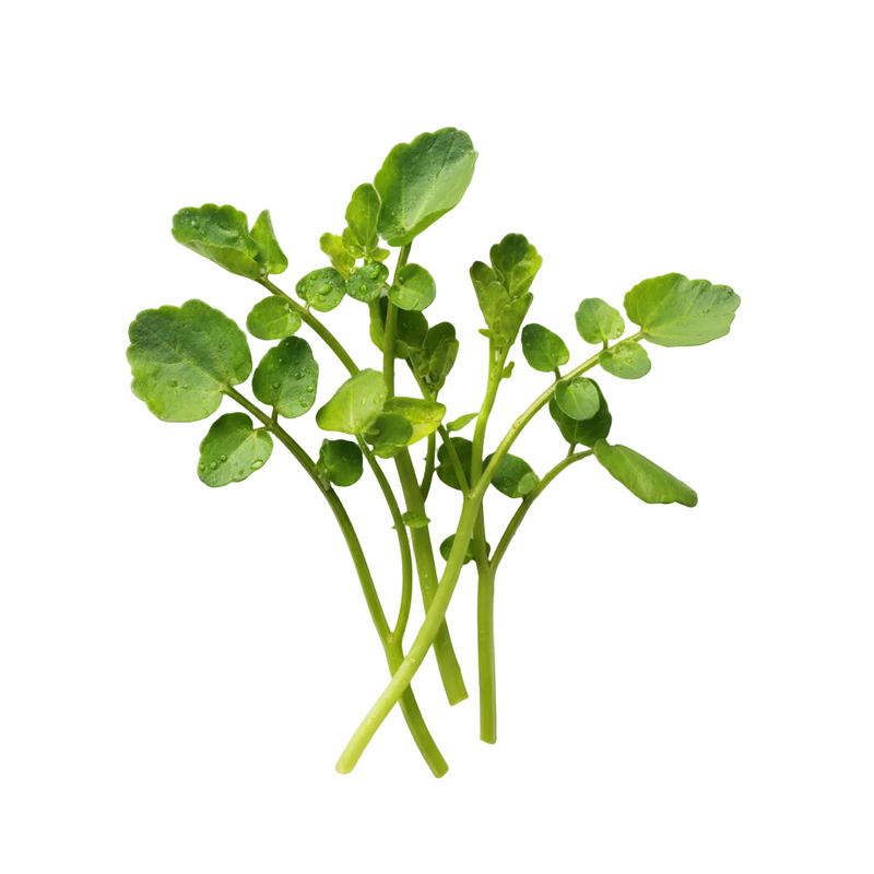 Watercress Flower/Leaf Extract