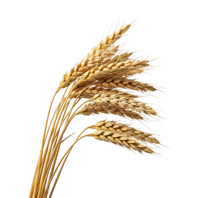 Hydrolyzed Wheat Protein