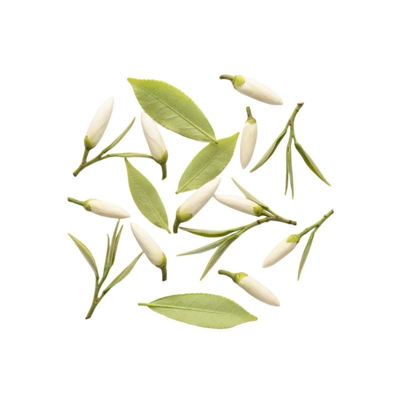 White Tea Leaf Extract