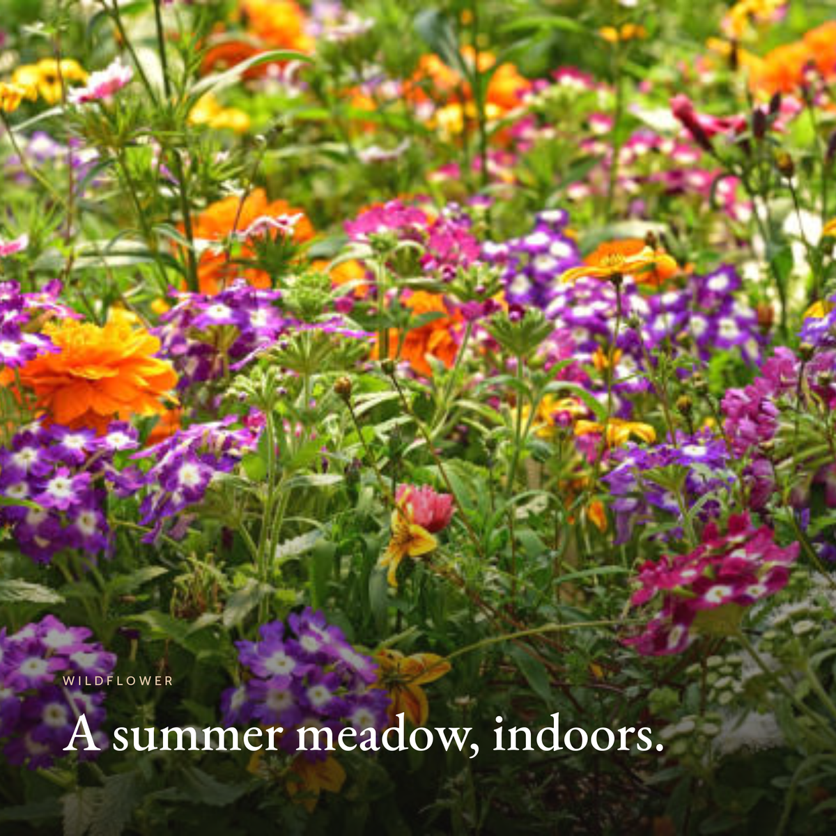 Summer wildflower meadow, Wildflower Candle mood image