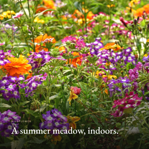 Summer wildflower meadow, Wildflower Candle mood image